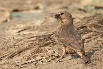 A Rufous Tailed Lark gathering nesting material - image #479551 gratis